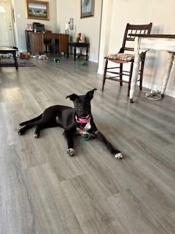 Enlarge Maggie, a Adoptable mixed breed in Aurora, CO image 2/6