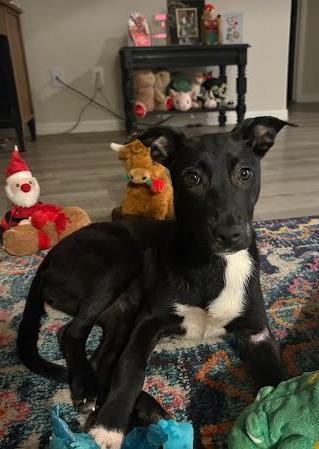 Enlarge Maggie, a Adoptable mixed breed in Aurora, CO image 3/6