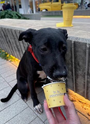 Maggie, Adoptable, Young Female Labrador Retriever & Cattle Dog.