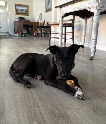 Enlarge Maggie, a Adoptable mixed breed in Aurora, CO image 5/6