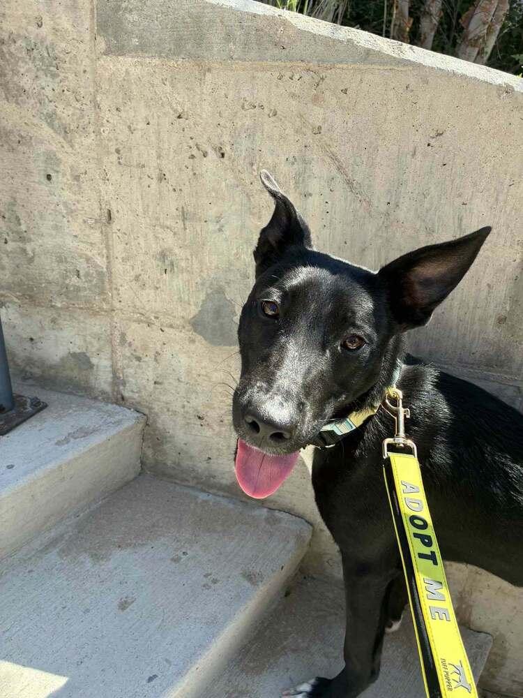 Enlarge Maggie, a Adoptable mixed breed in Aurora, CO image 5/6