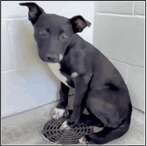 Enlarge Maggie, a Adoptable mixed breed in Aurora, CO image 6/6