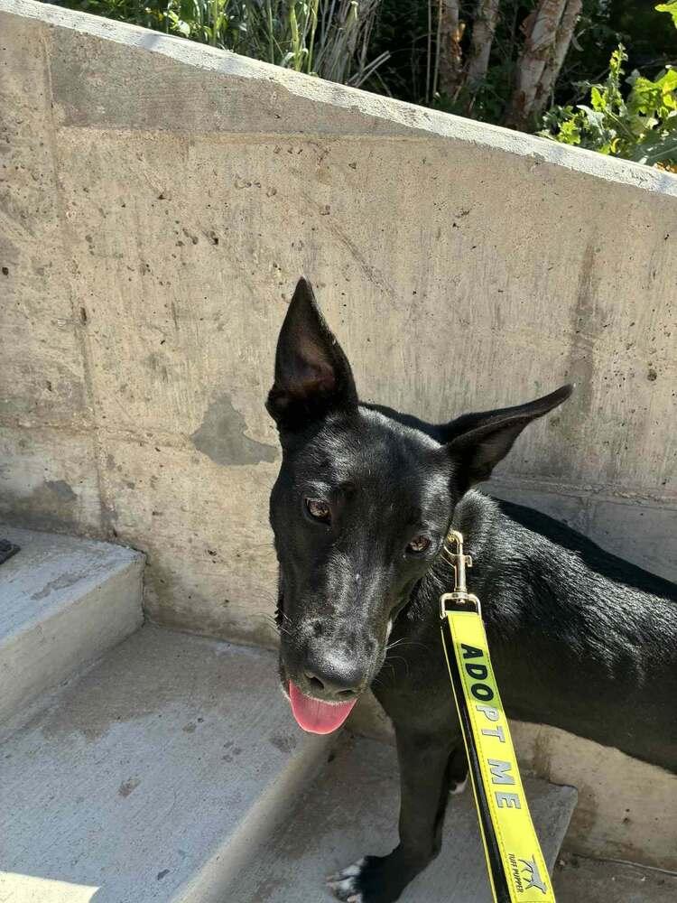 Enlarge Maggie, a Adoptable mixed breed in Aurora, CO image 6/6