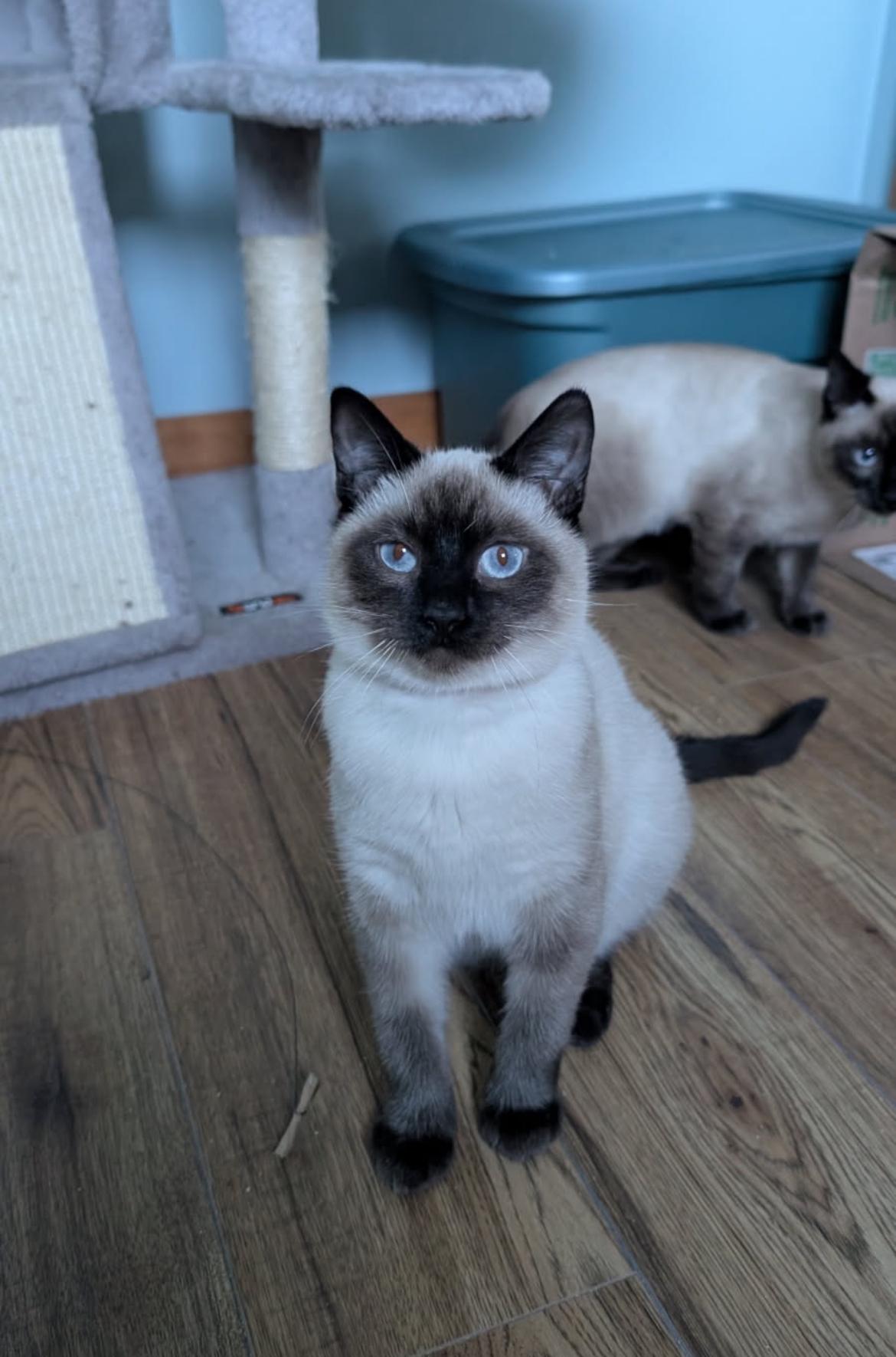 Anna, Adoptable, Young Female Siamese.