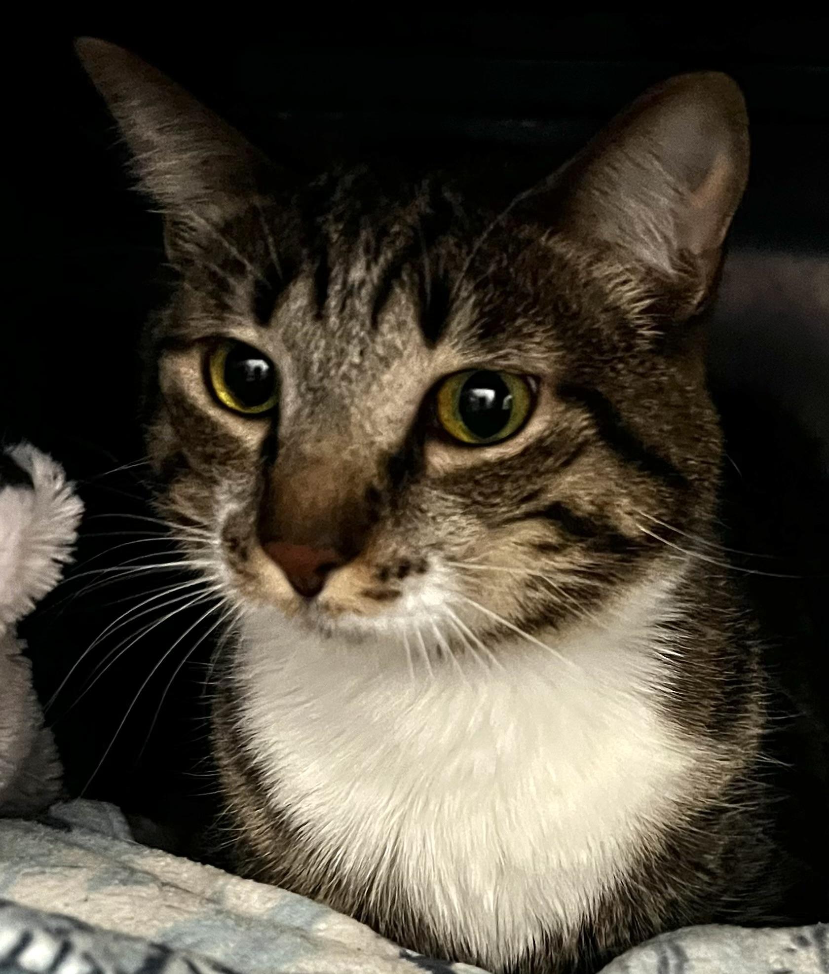 Angel Batista, an adoptable Domestic Short Hair in Sault Sainte Marie, MI, 49783 | Photo Image 2