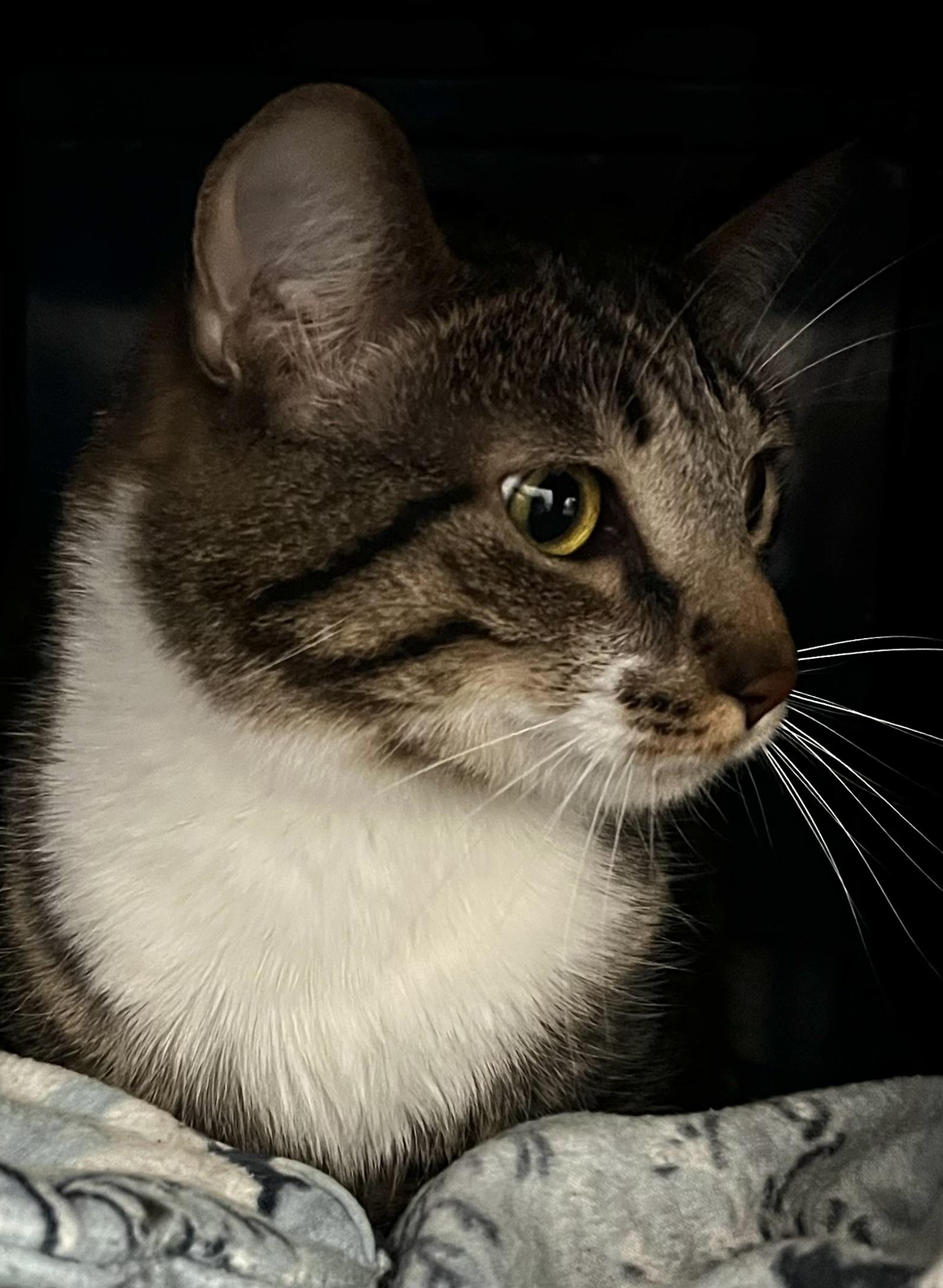 Angel Batista, an adoptable Domestic Short Hair in Sault Sainte Marie, MI, 49783 | Photo Image 4