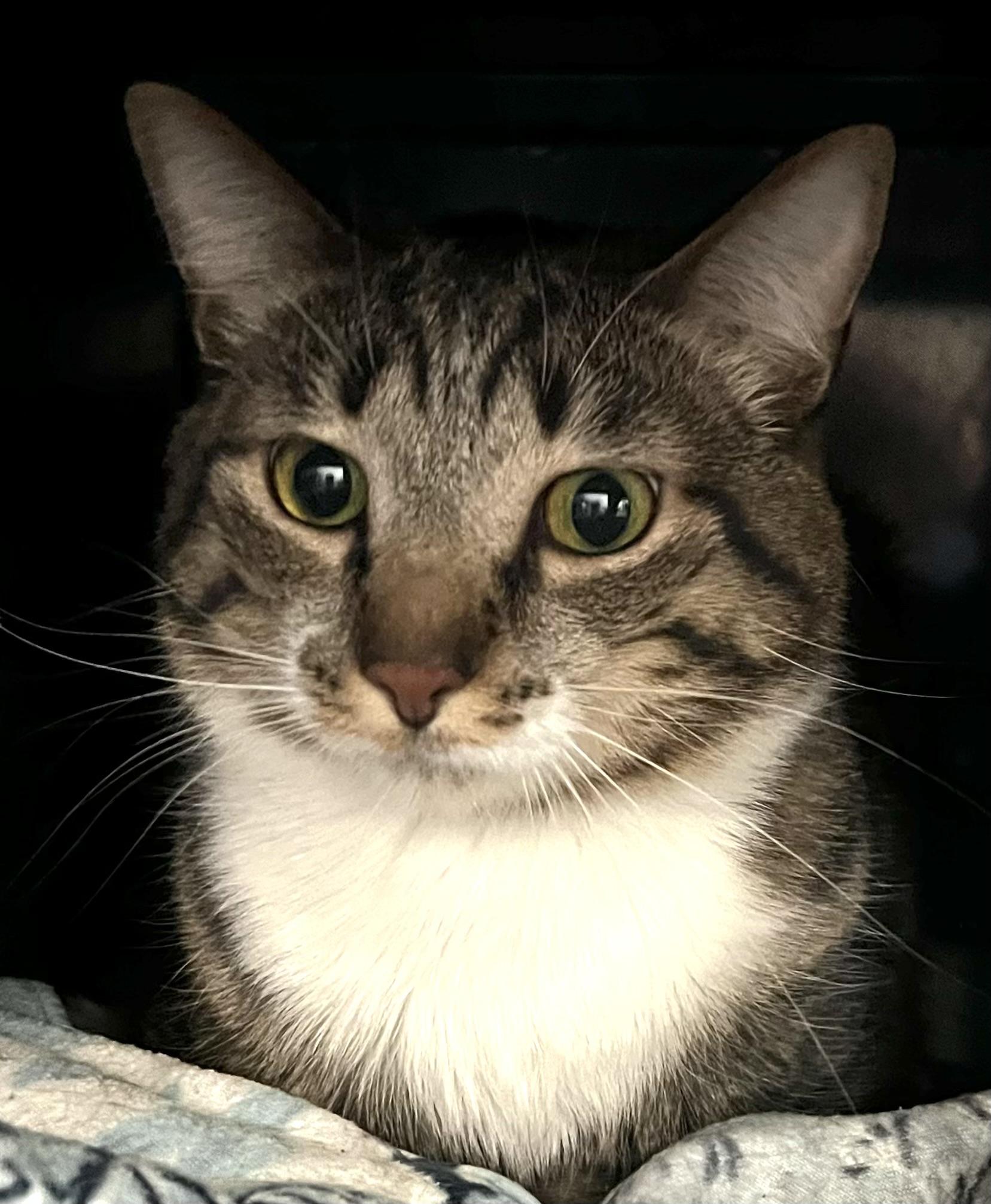 Angel Batista, an adoptable Domestic Short Hair in Sault Sainte Marie, MI, 49783 | Photo Image 1