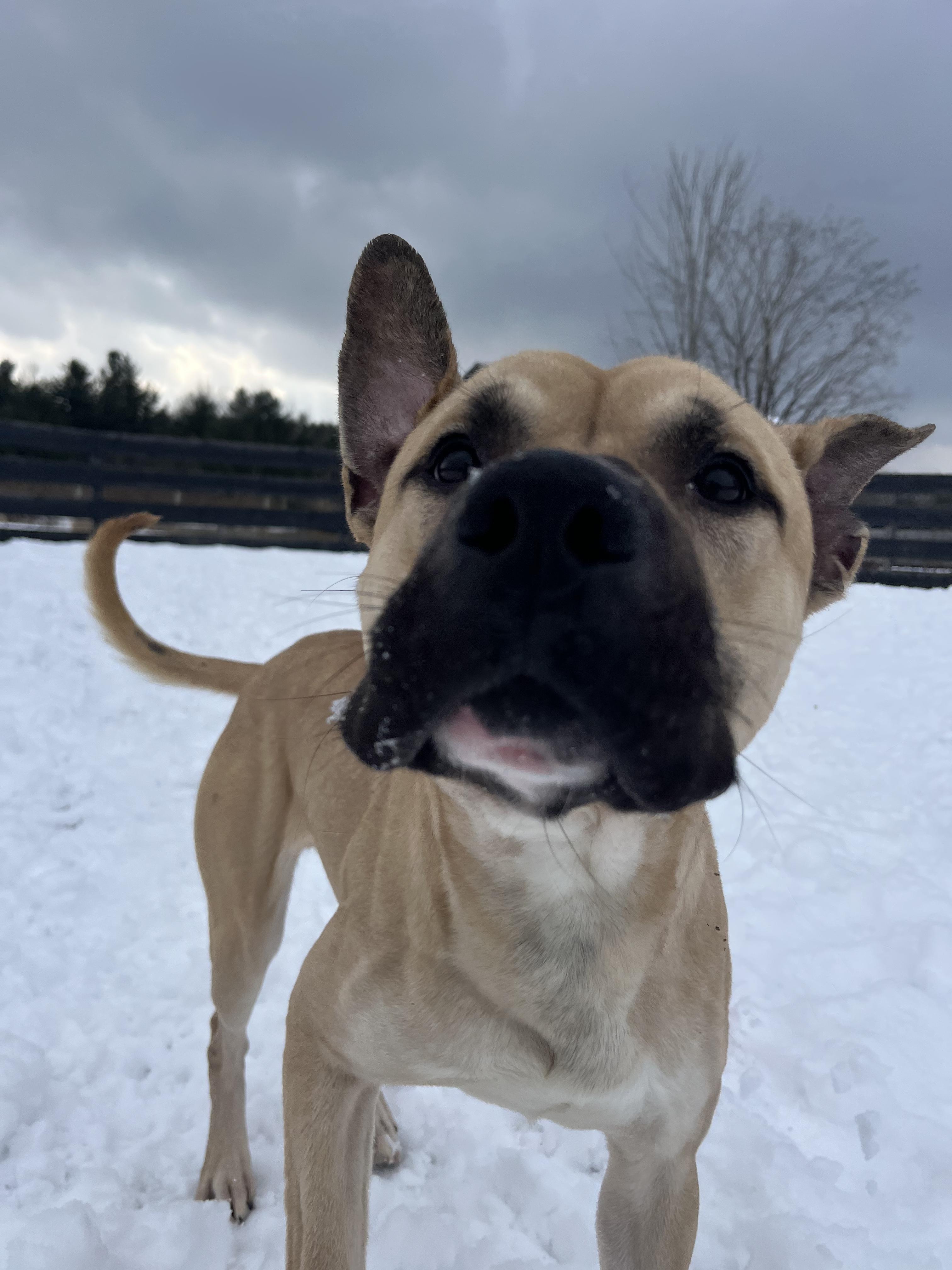 Enlarge Barry, an adopted American Bully in Lisle, ON image 2/4