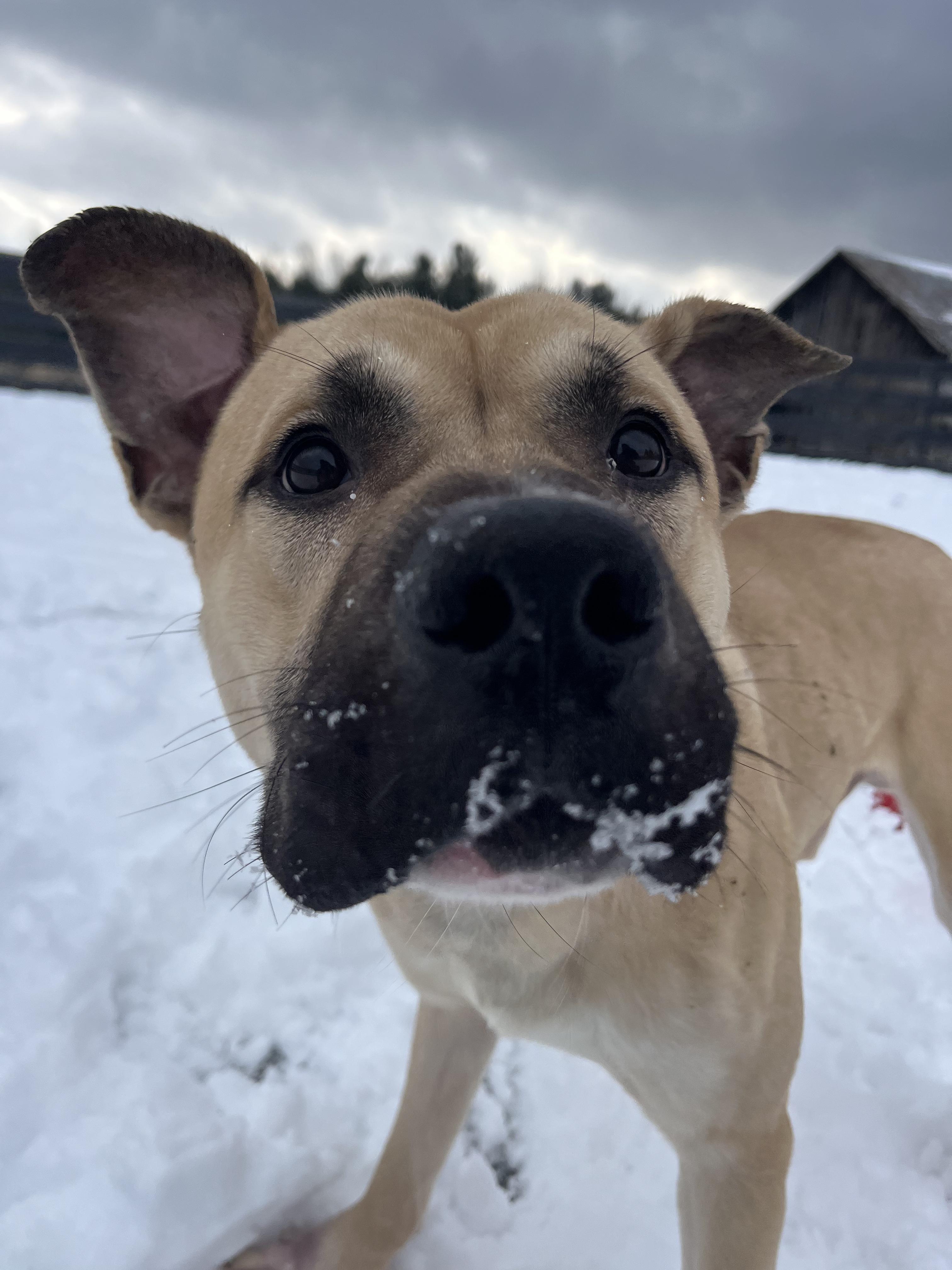Barry, adopted, Young Male American Bully.