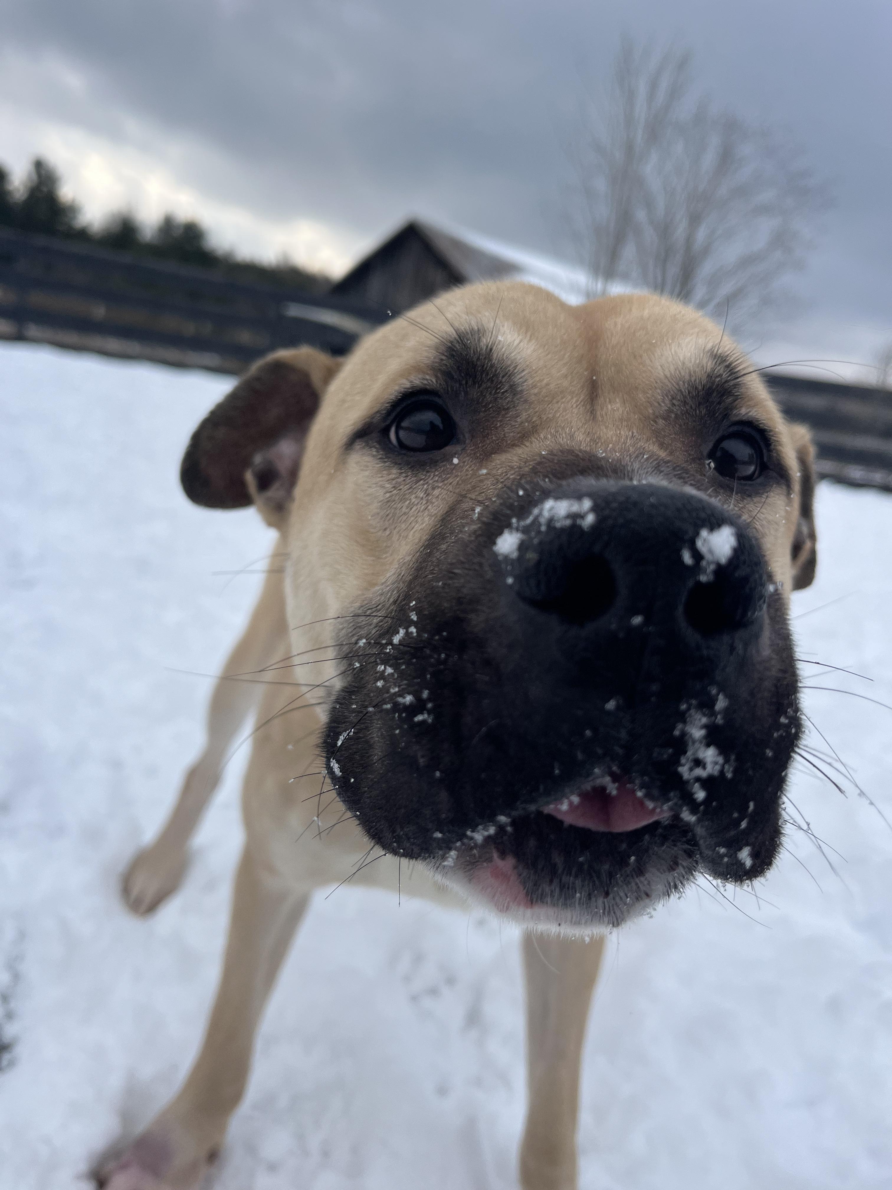 Enlarge Barry, an adopted American Bully in Lisle, ON image 3/4