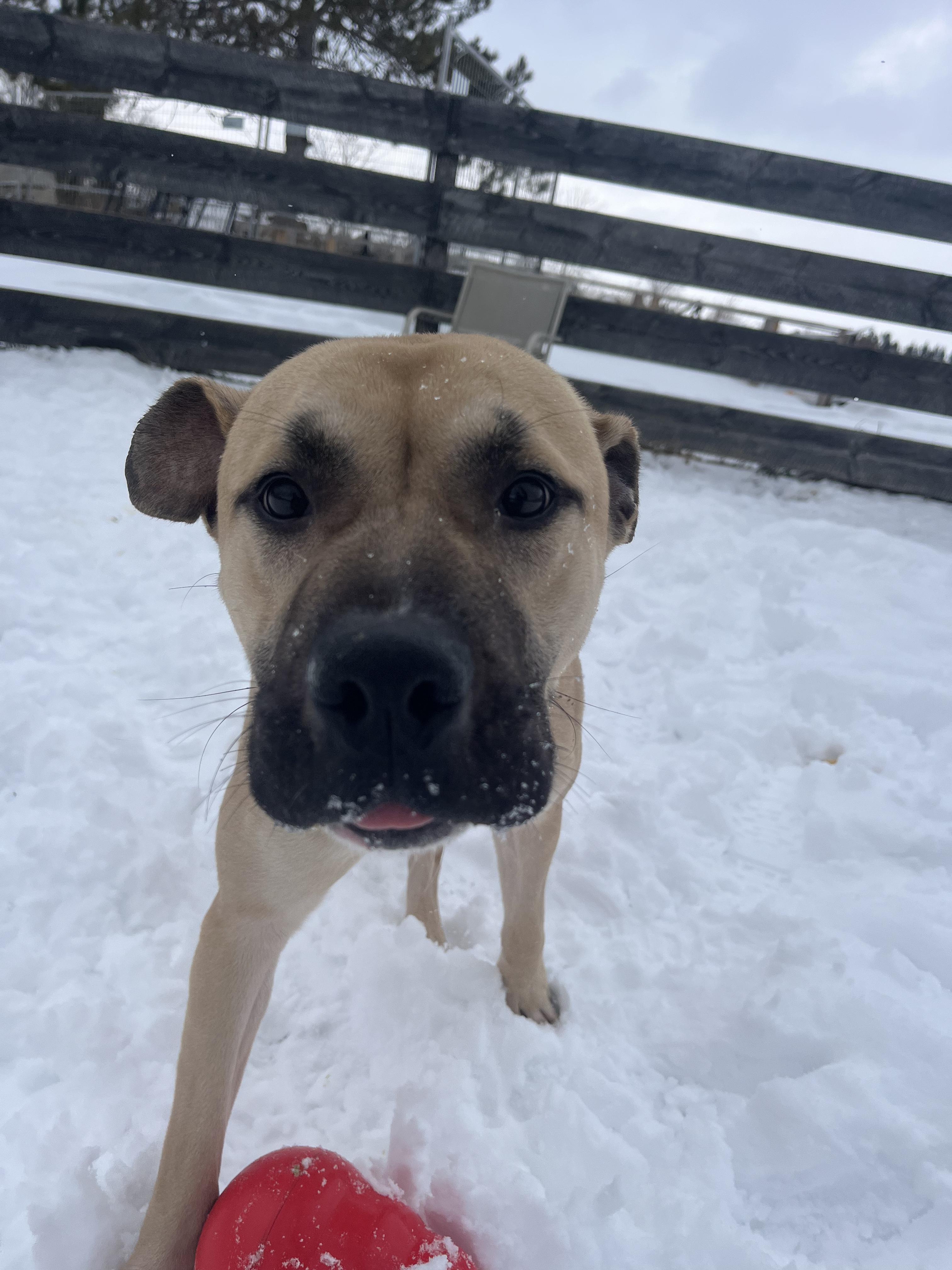 Enlarge Barry, an adopted American Bully in Lisle, ON image 4/4