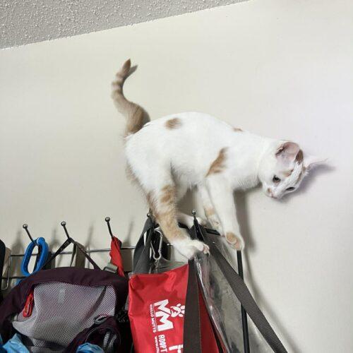 Enlarge Mango, a Adoptable Domestic Short Hair in Toronto, ON image 2/3