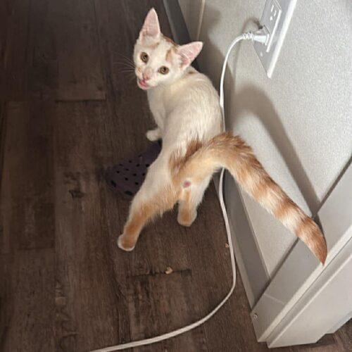 Enlarge Mango, a Adoptable Domestic Short Hair in Toronto, ON image 3/3