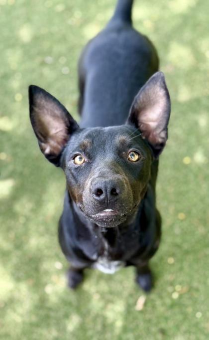 Dori, Adoptable, Young Female Terrier & Mixed Breed.