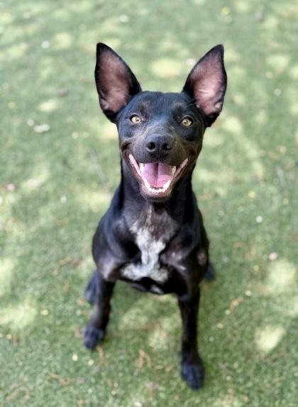 Dori, a Adoptable mixed breed in Picayune, MS image 2/3