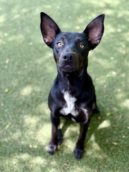 Dori, a Adoptable mixed breed in Picayune, MS image 3/3