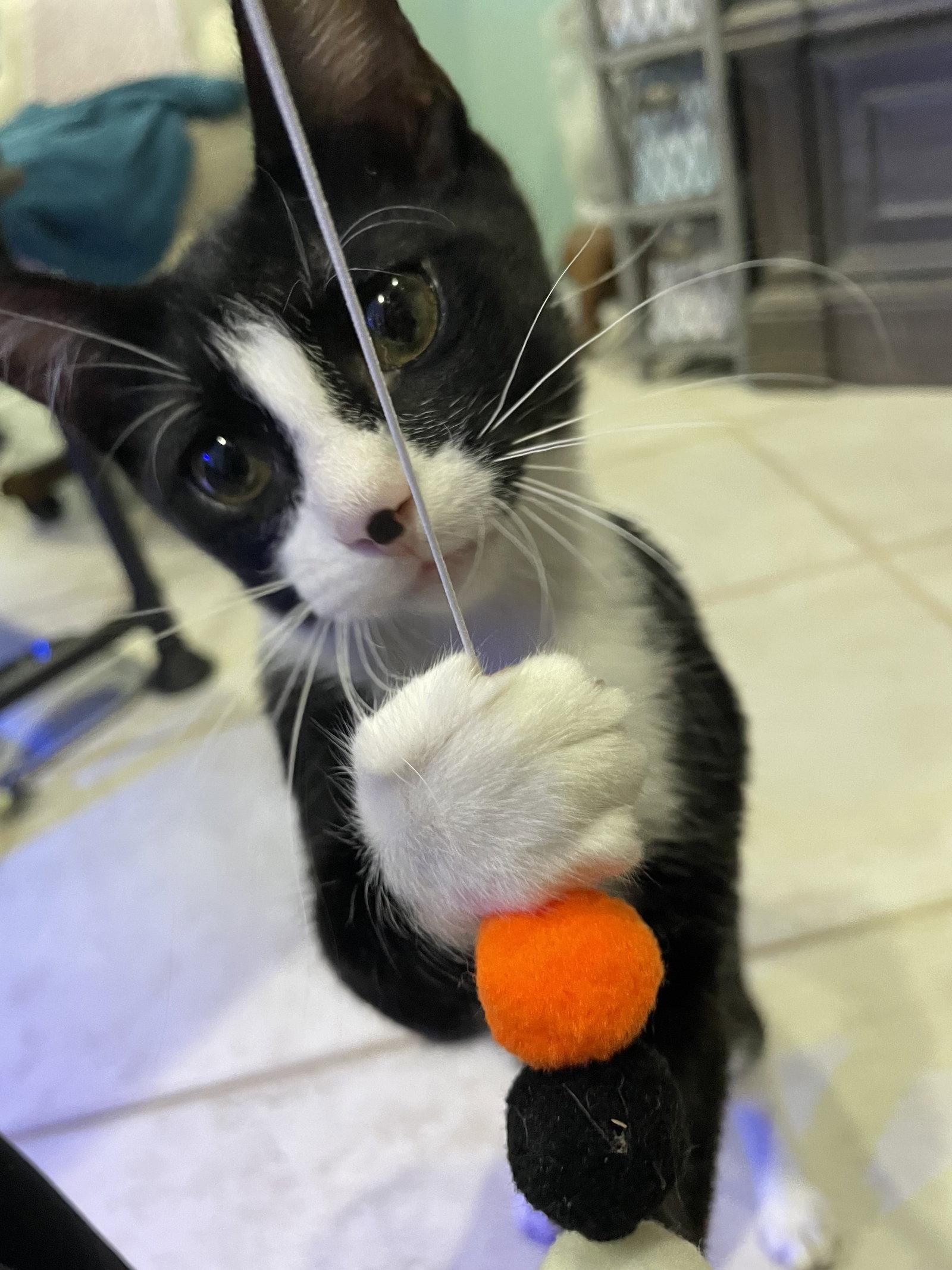 Hayes, Adopted, Kitten Male Domestic Short Hair.