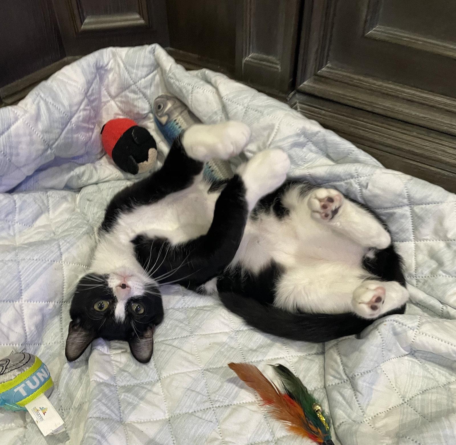 Enlarge Hayes, a Adopted Domestic Short Hair in West Palm Beach, FL image 2/3