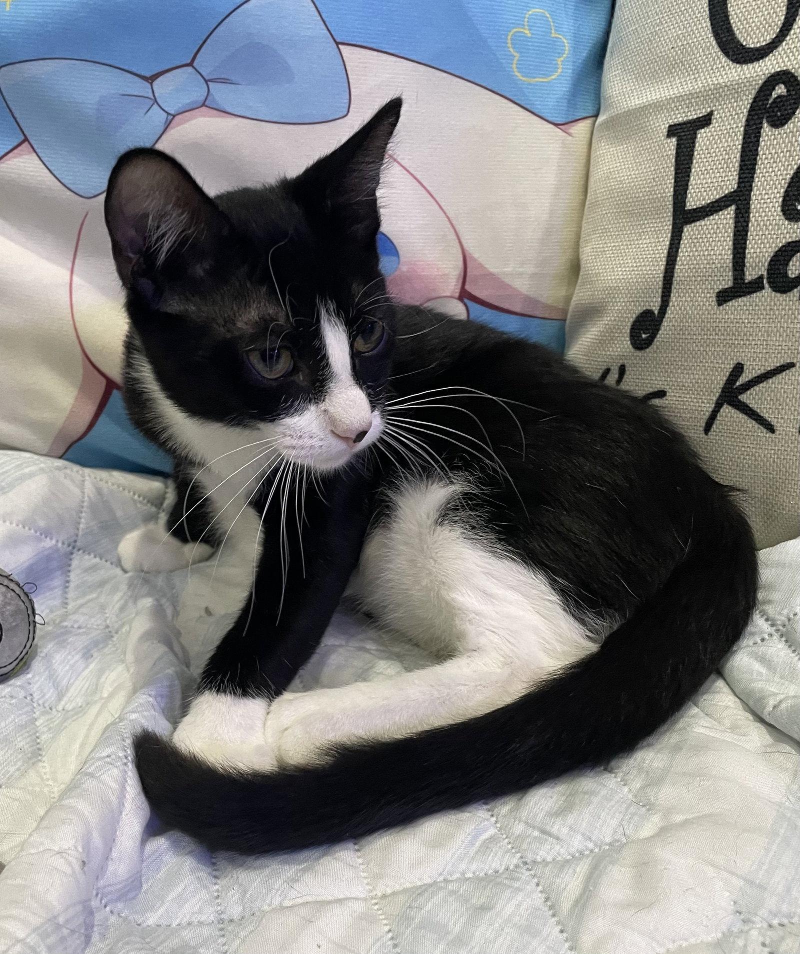 Enlarge Hayes, a Adopted Domestic Short Hair in West Palm Beach, FL image 3/3