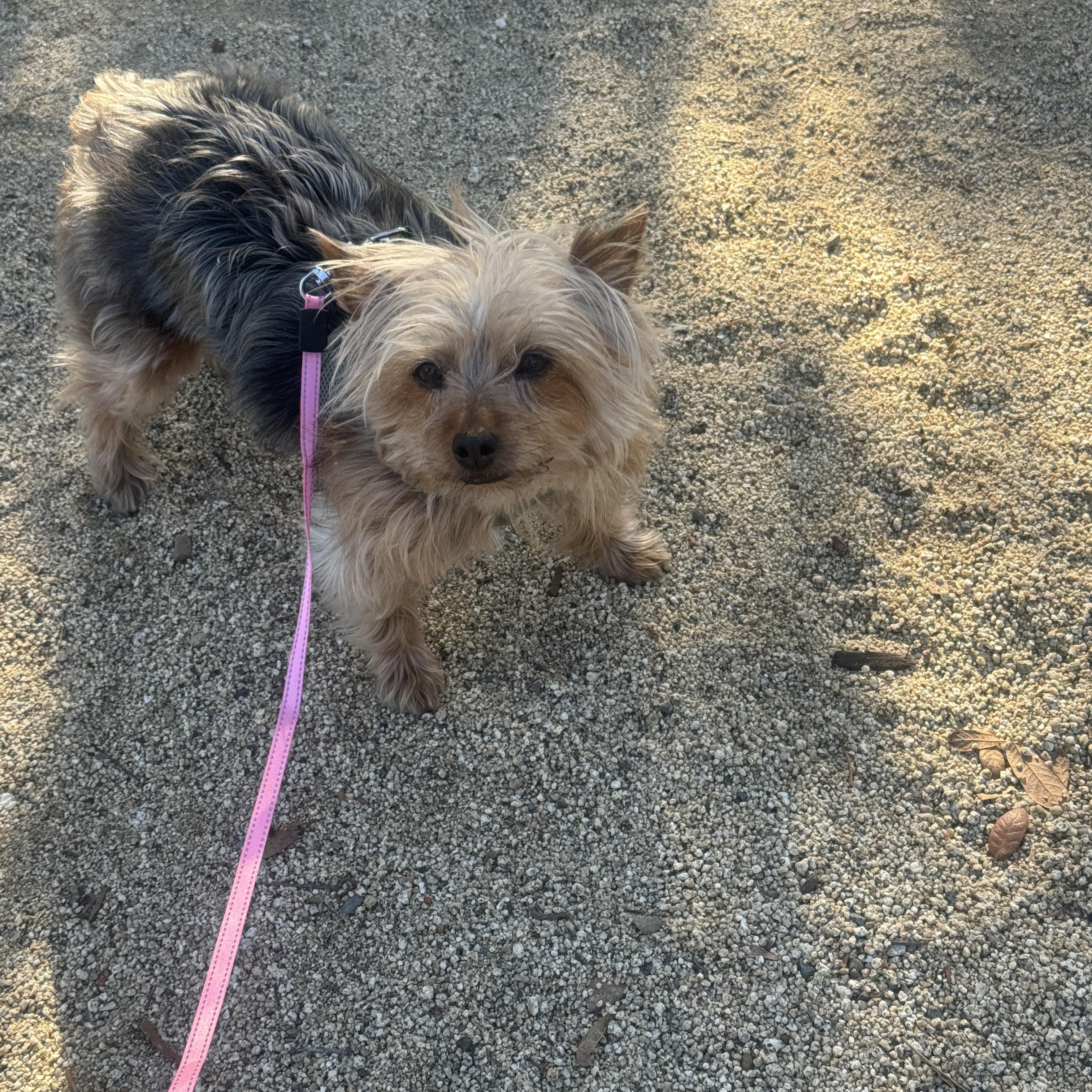 Enlarge Dottie, an adopted Yorkshire Terrier in Pasadena, CA image 4/5