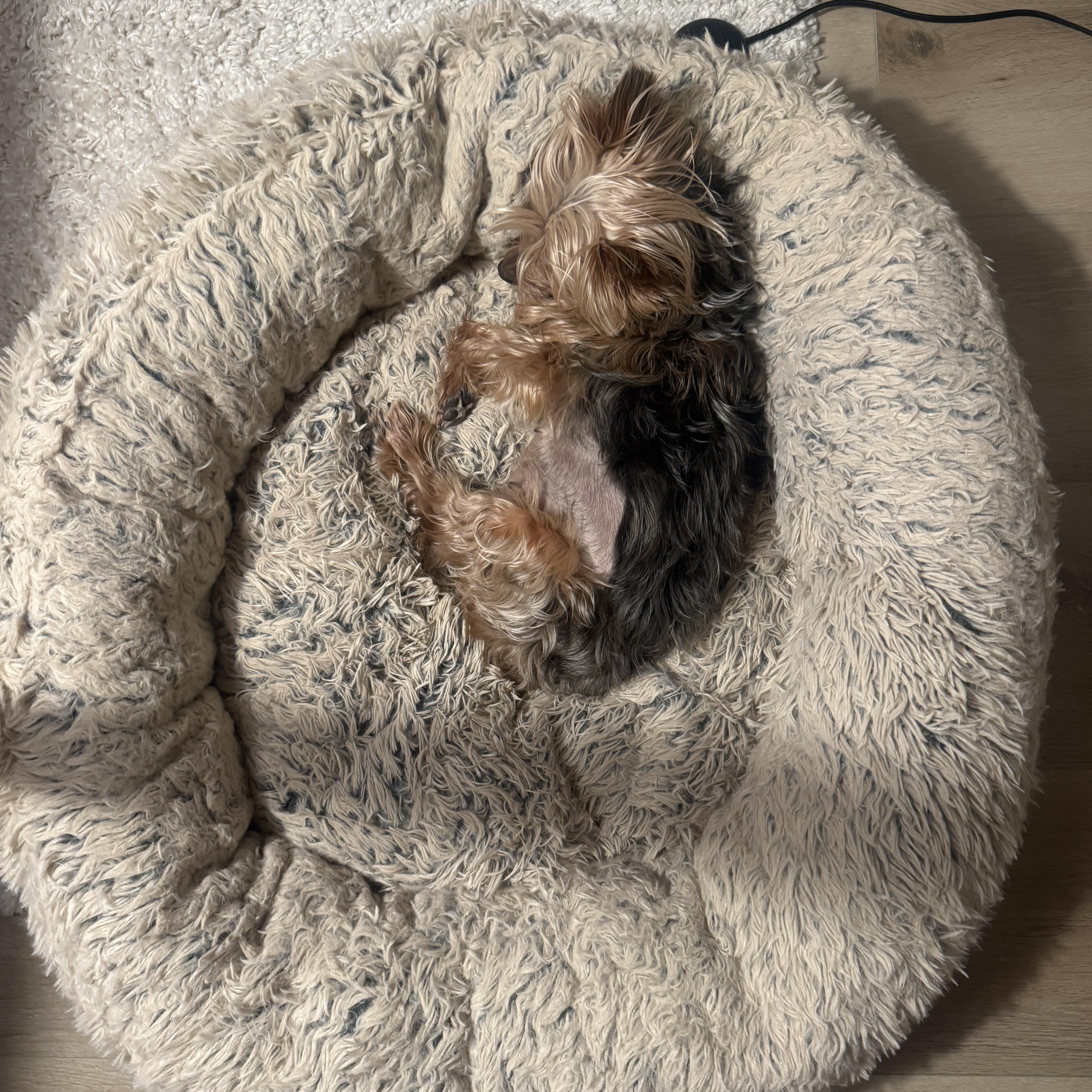 Enlarge Dottie, an adopted Yorkshire Terrier in Pasadena, CA image 3/5