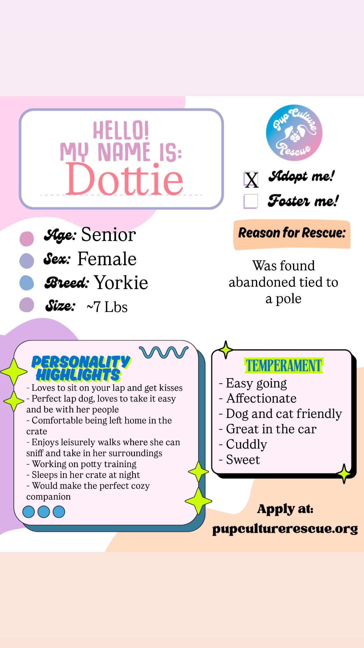 Enlarge Dottie, an adopted Yorkshire Terrier in Pasadena, CA image 2/5