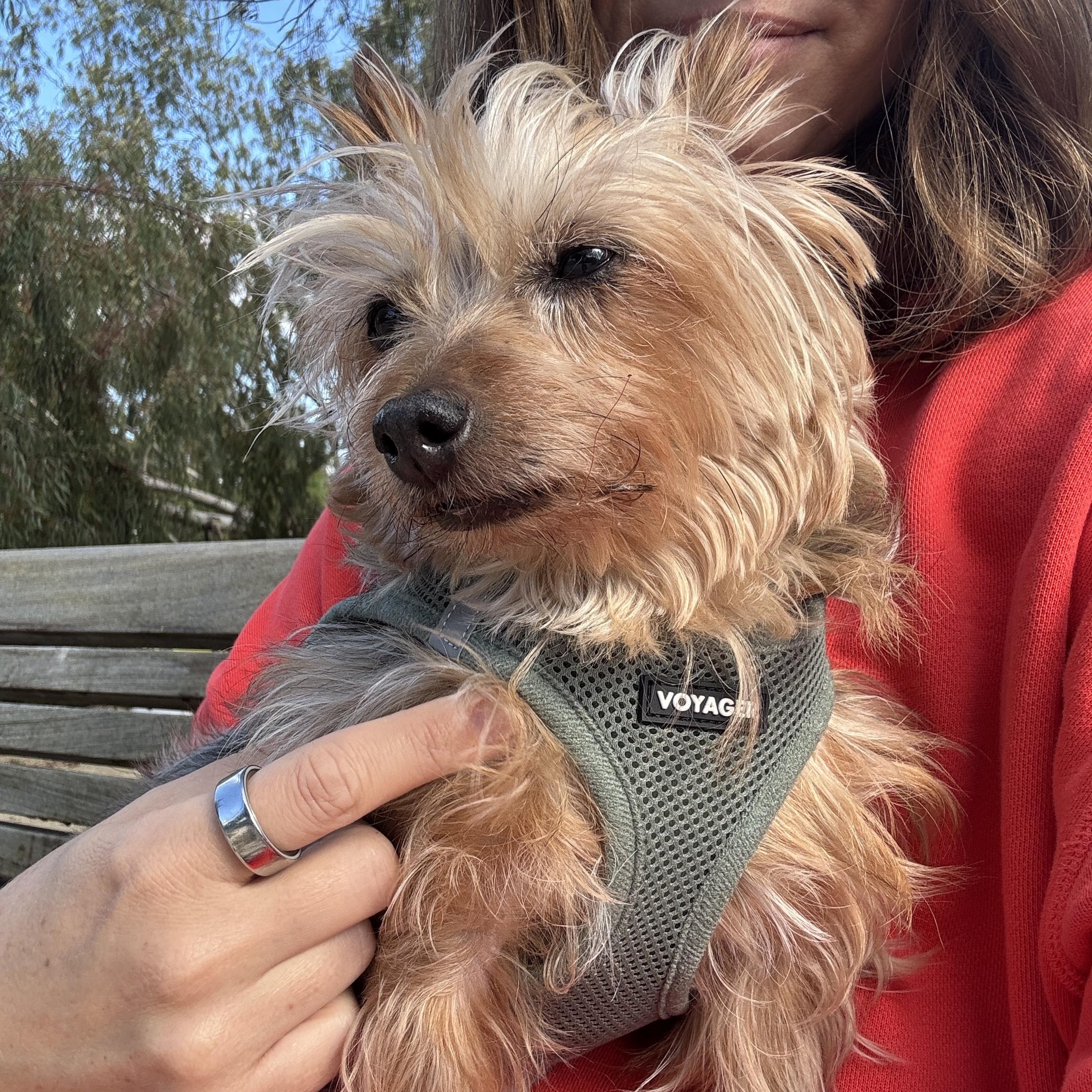 Enlarge Dottie, an adopted Yorkshire Terrier in Pasadena, CA image 1/5