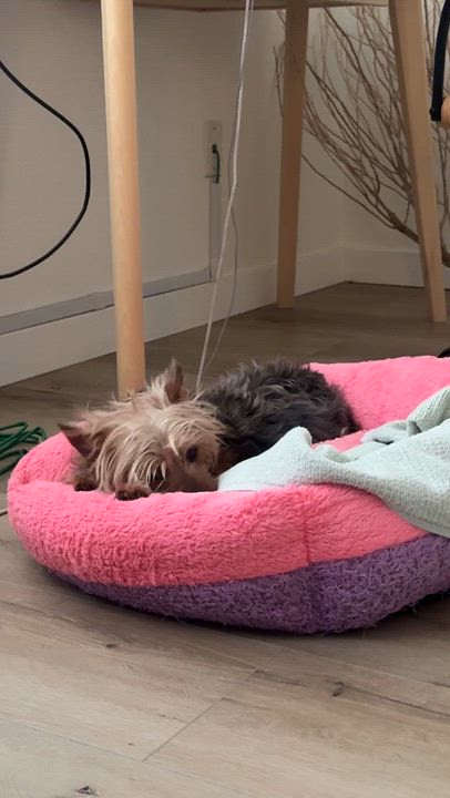 Enlarge Dottie, an adopted Yorkshire Terrier in Pasadena, CA video 5/5