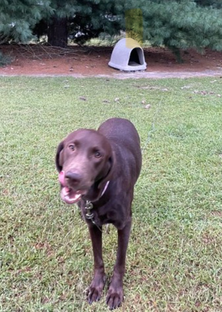 Enlarge Hershey #2, a Adopted Chocolate Labrador Retriever in Annandale, VA image 1/4