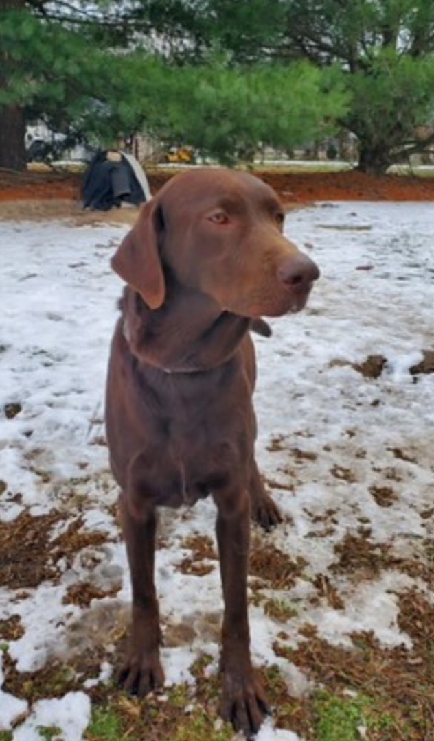 Enlarge Hershey #2, a Adopted Chocolate Labrador Retriever in Annandale, VA image 2/4