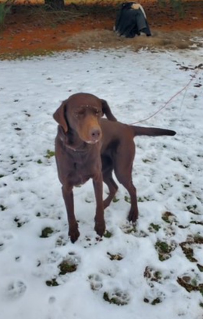 Enlarge Hershey #2, a Adopted Chocolate Labrador Retriever in Annandale, VA image 3/4