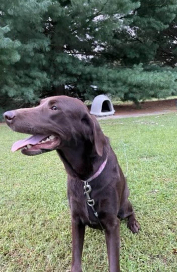 Enlarge Hershey #2, a Adopted Chocolate Labrador Retriever in Annandale, VA image 4/4