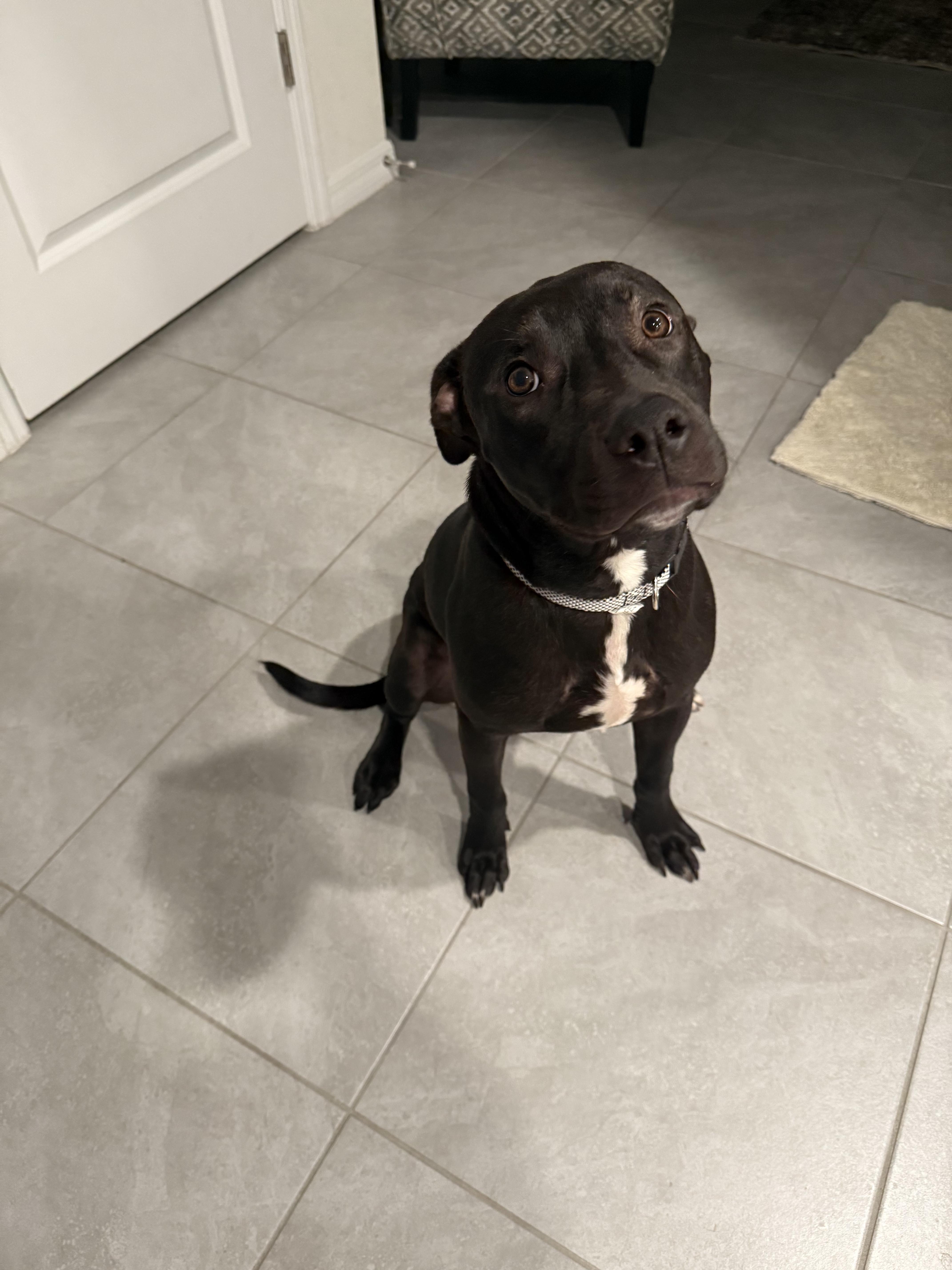 Cliff, a Adoptable mixed breed in tampa, FL image 1/4