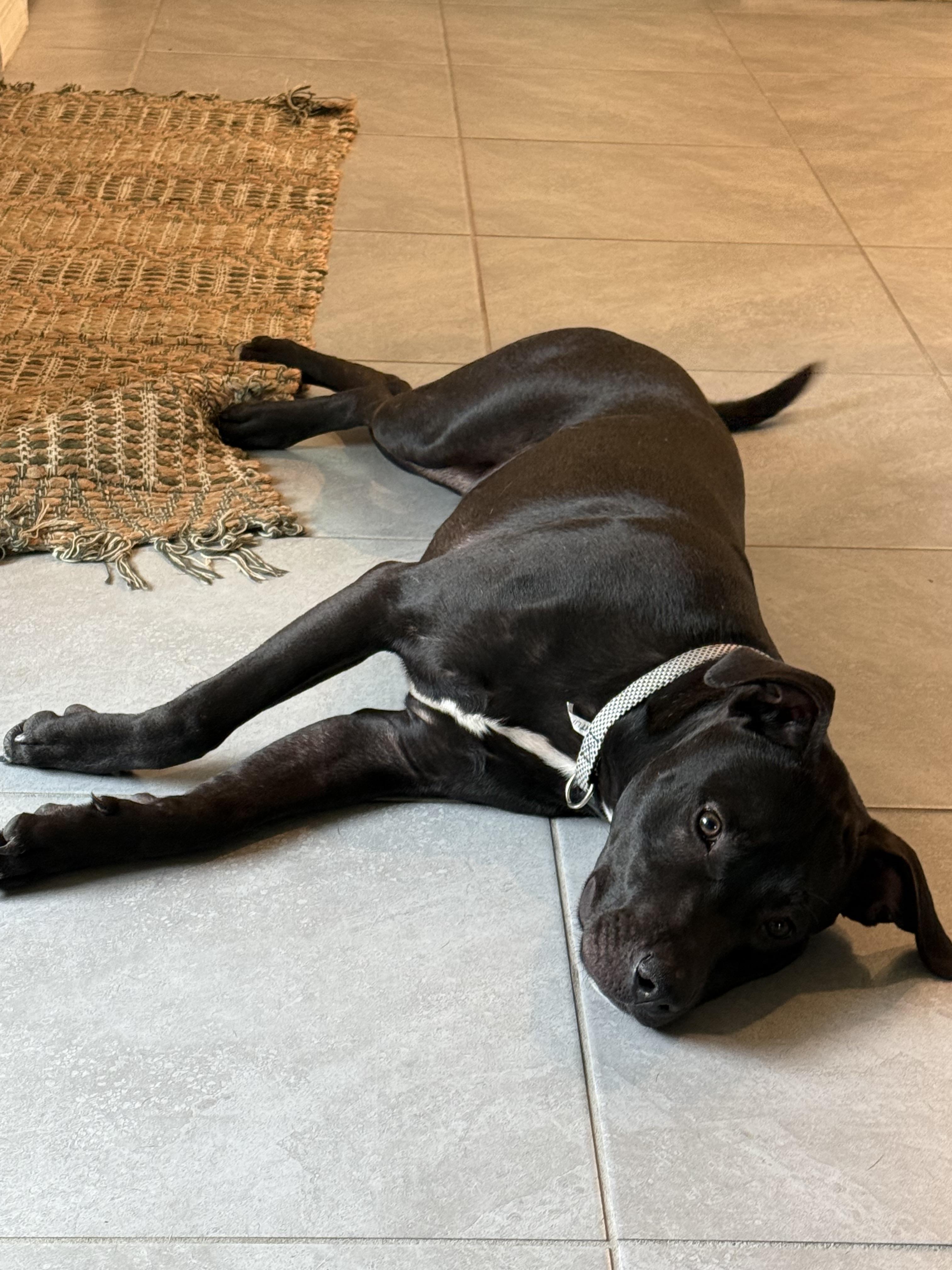 Cliff, a Adoptable mixed breed in tampa, FL image 4/4