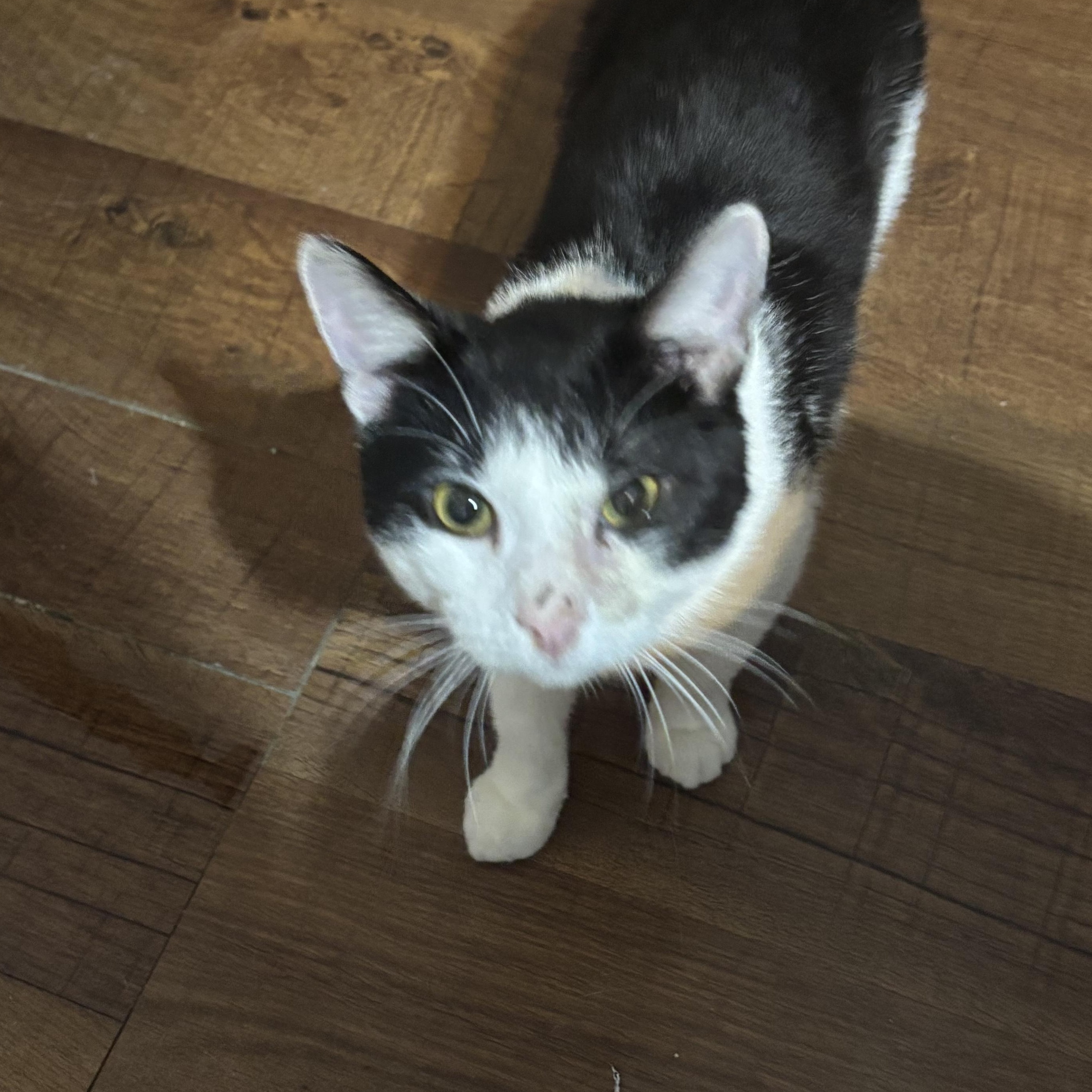 Patch, adopted, Adult Male Domestic Short Hair.