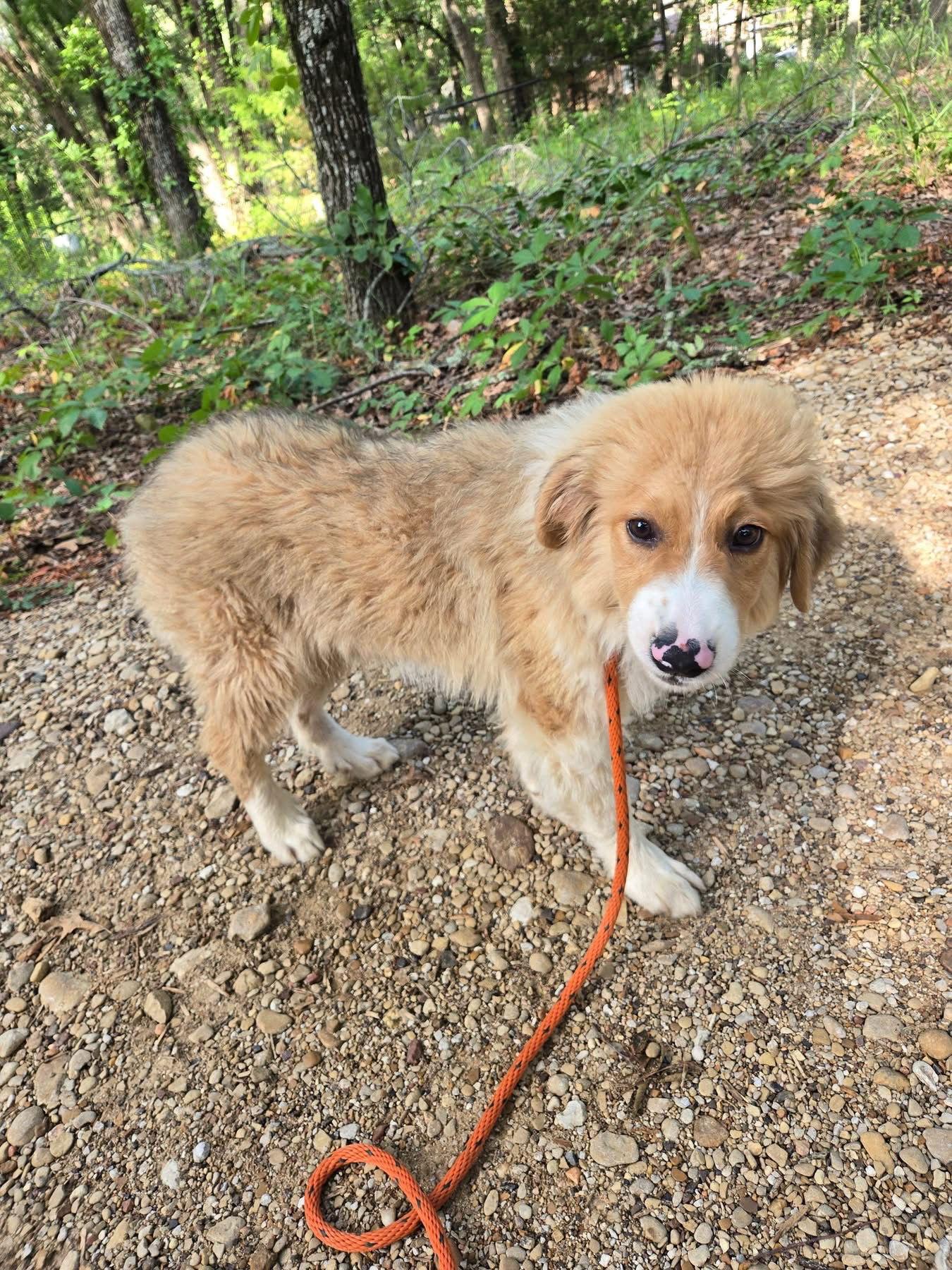 Enlarge Sammich, a Adopted Great Pyrenees in Spring, TX image 1/3