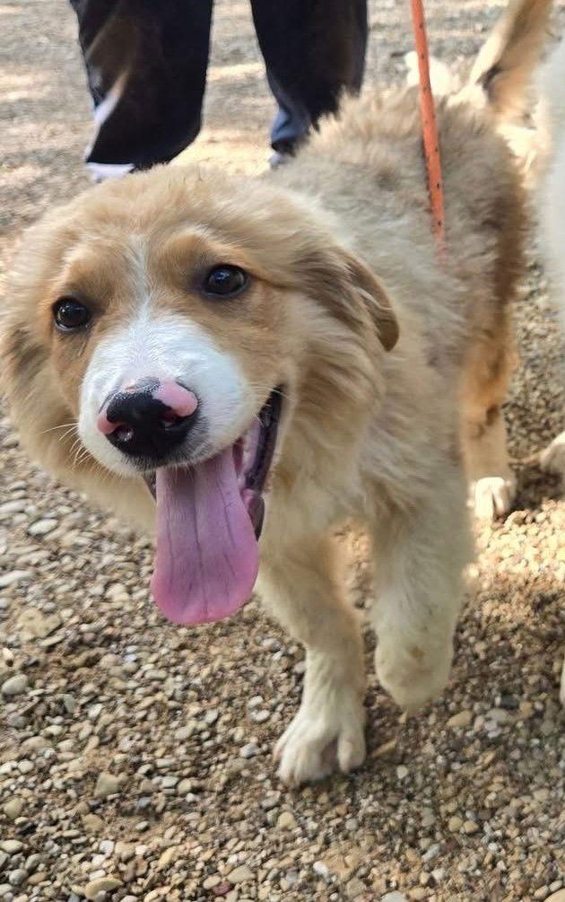 Enlarge Sammich, a Adopted Great Pyrenees in Spring, TX image 2/3