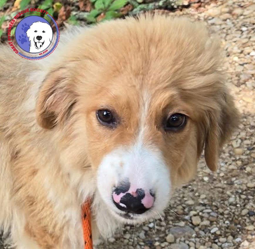 Enlarge Sammich, a Adopted Great Pyrenees in Spring, TX image 3/3