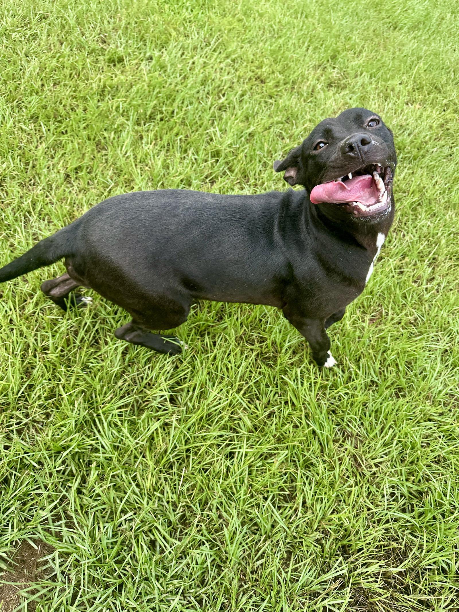 Trixie, Adoptable, Young Female Mixed Breed.