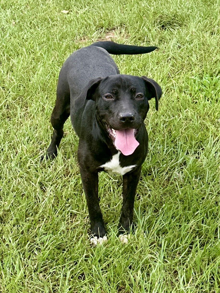 Trixie, a Adoptable Mixed Breed in Eastman, GA image 2/3