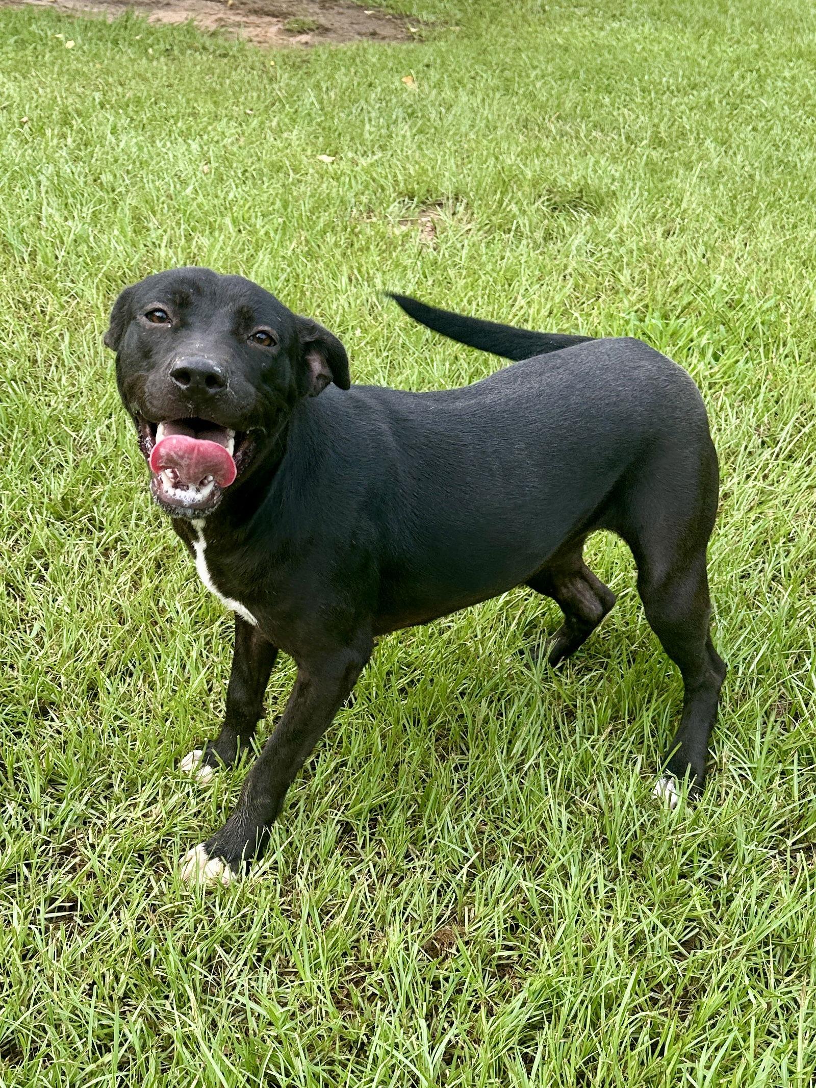 Trixie, Adoptable, Young Female Mixed Breed.