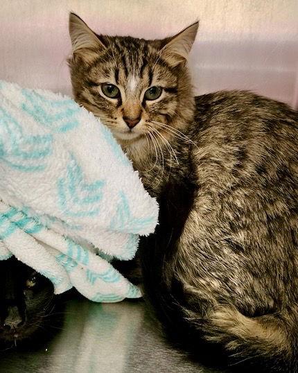 Everdeen (bonded w/ Katniss)