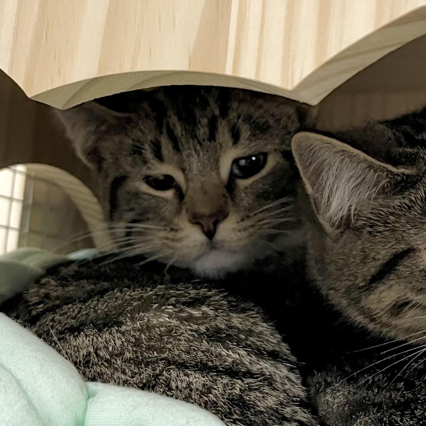 Enlarge Marge, an adopted Domestic Short Hair in Lake Geneva, WI image 1/2