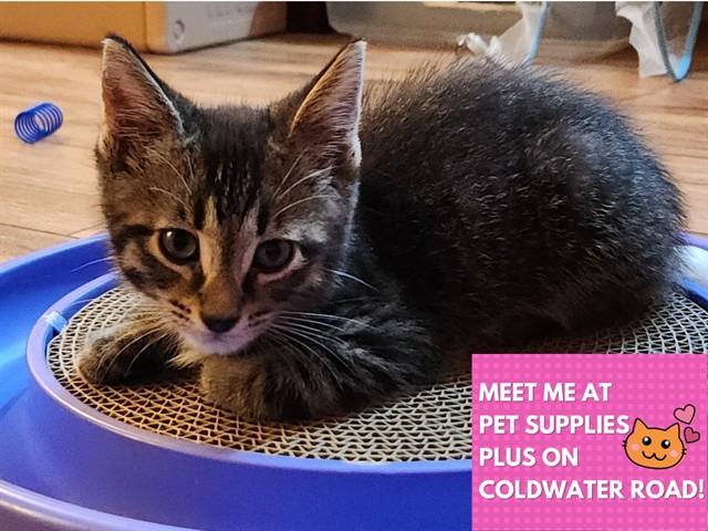KIWI, Adoptable, Kitten Female Domestic Short Hair.