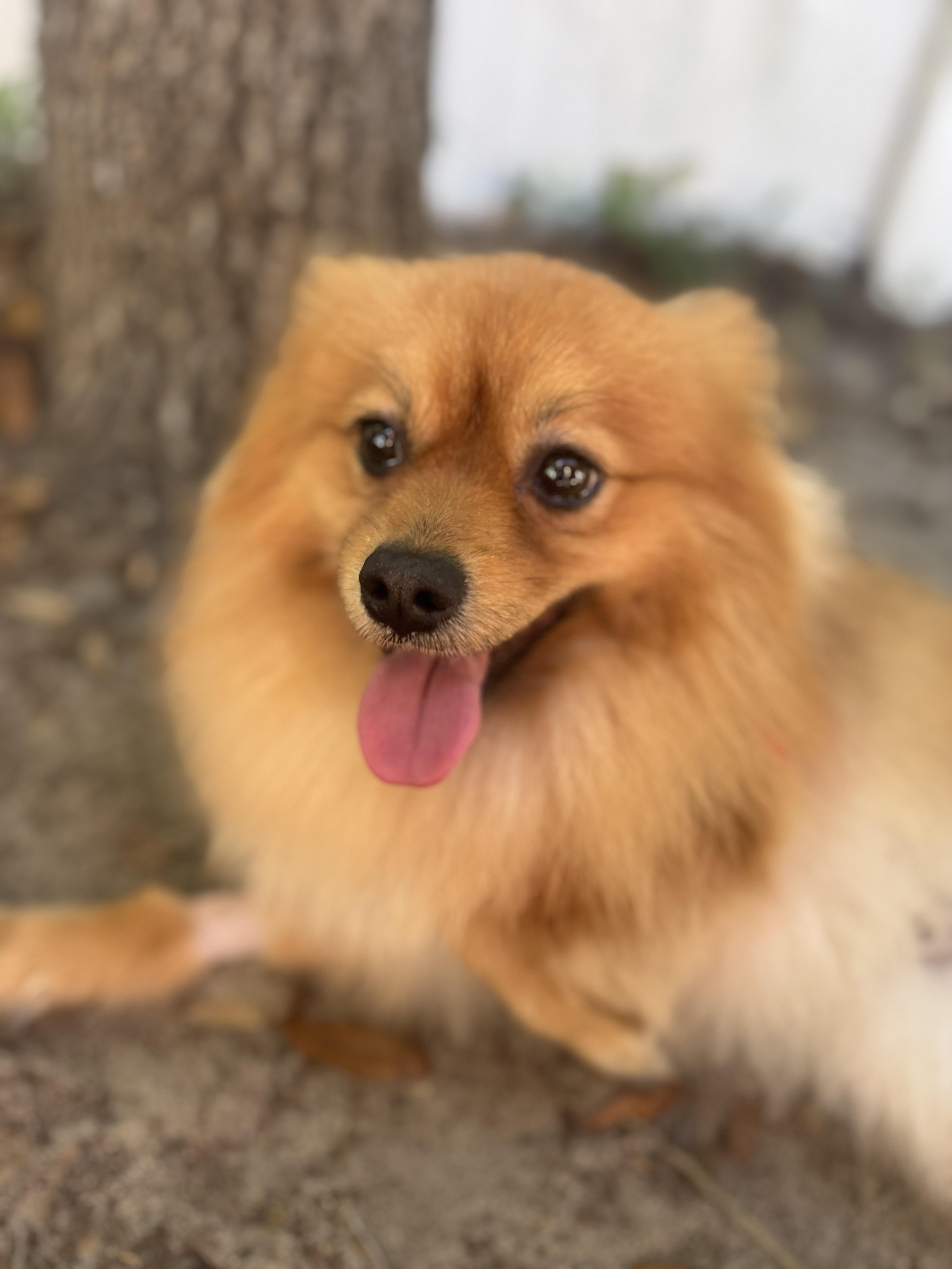 Enlarge Rusty, a ADOPTABLE mixed breed in Navarre, FL image 3/3