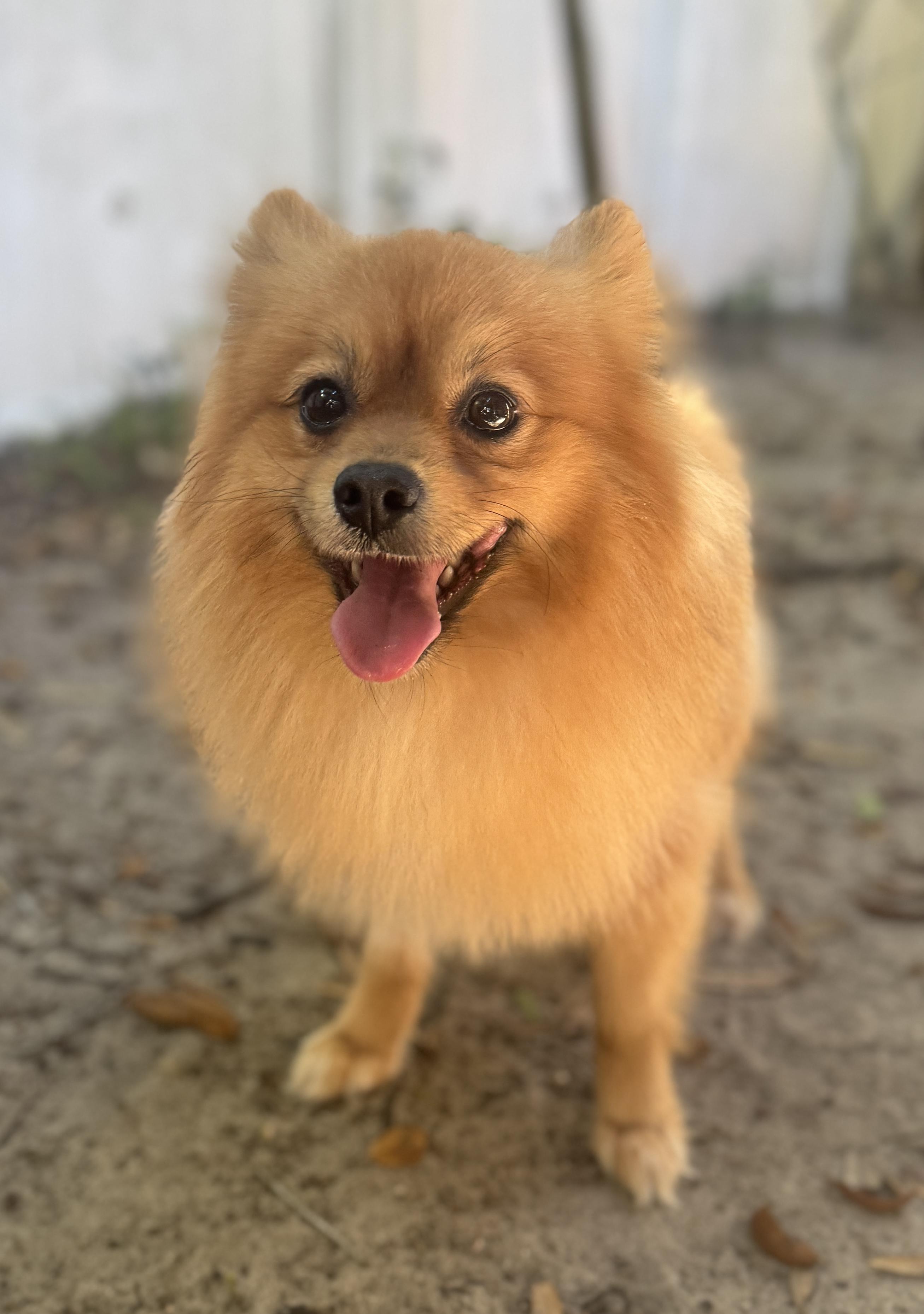 Enlarge Rusty, a ADOPTABLE mixed breed in Navarre, FL image 2/3
