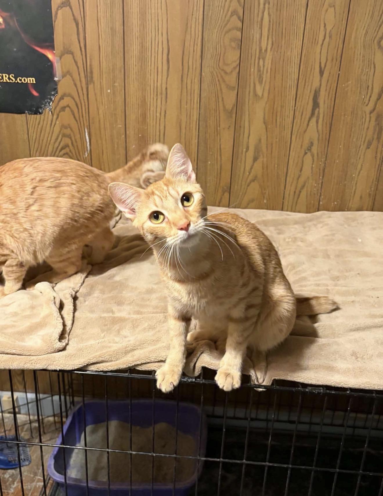 Enlarge Ralph, a Adoptable Domestic Short Hair in Elmsford, NY image 2/4