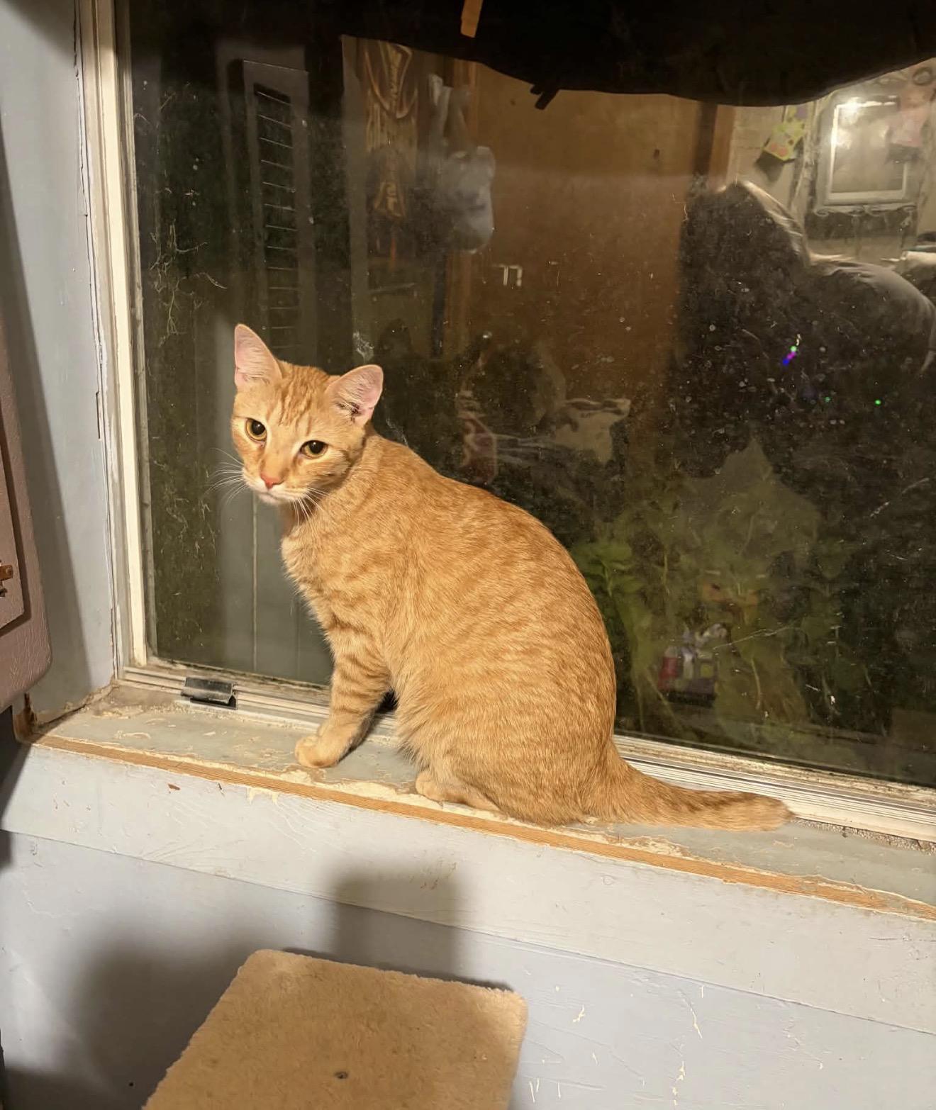 Enlarge Ralph, a Adoptable Domestic Short Hair in Elmsford, NY image 3/4