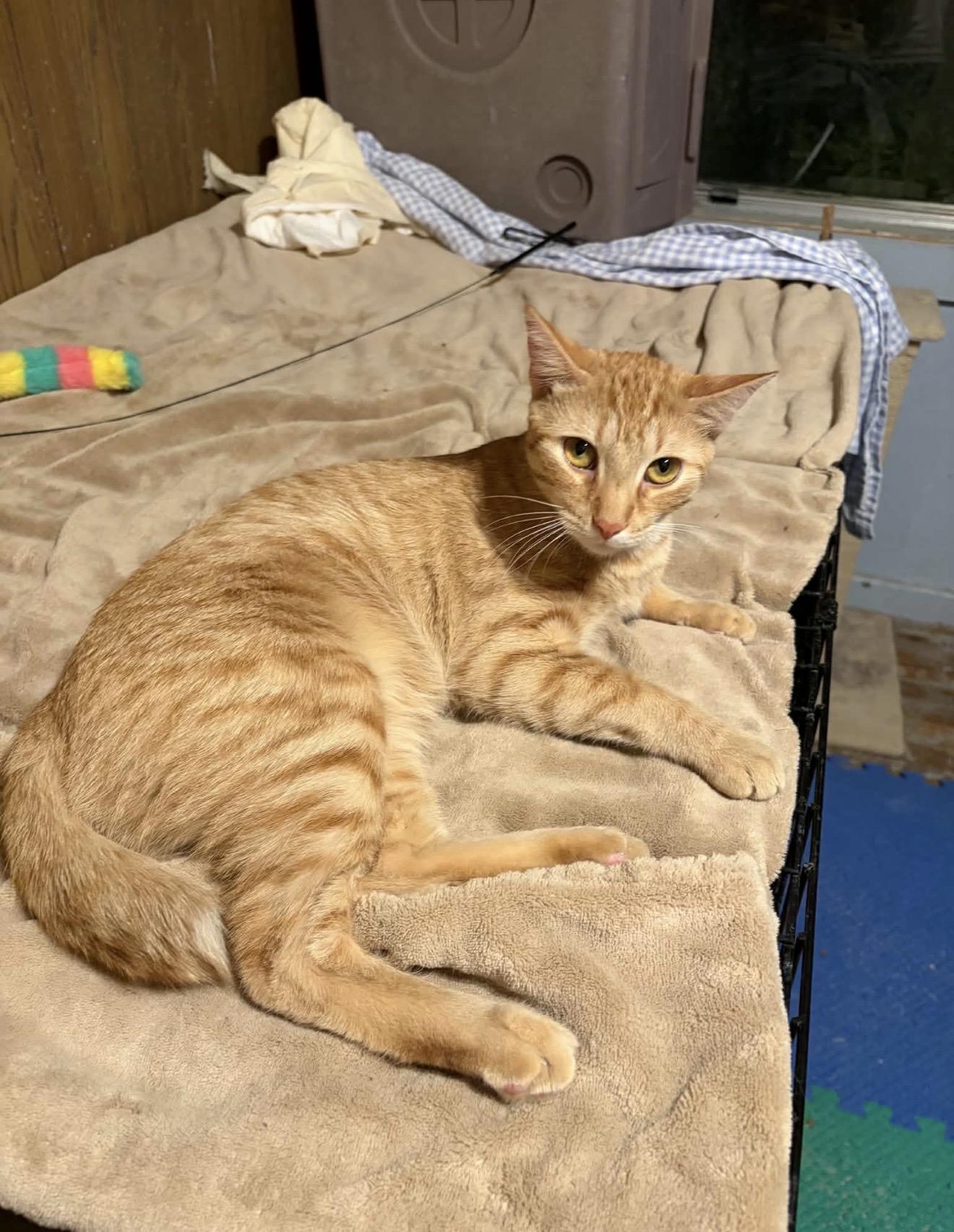 Ralph, Adoptable, Adult Male Domestic Short Hair.