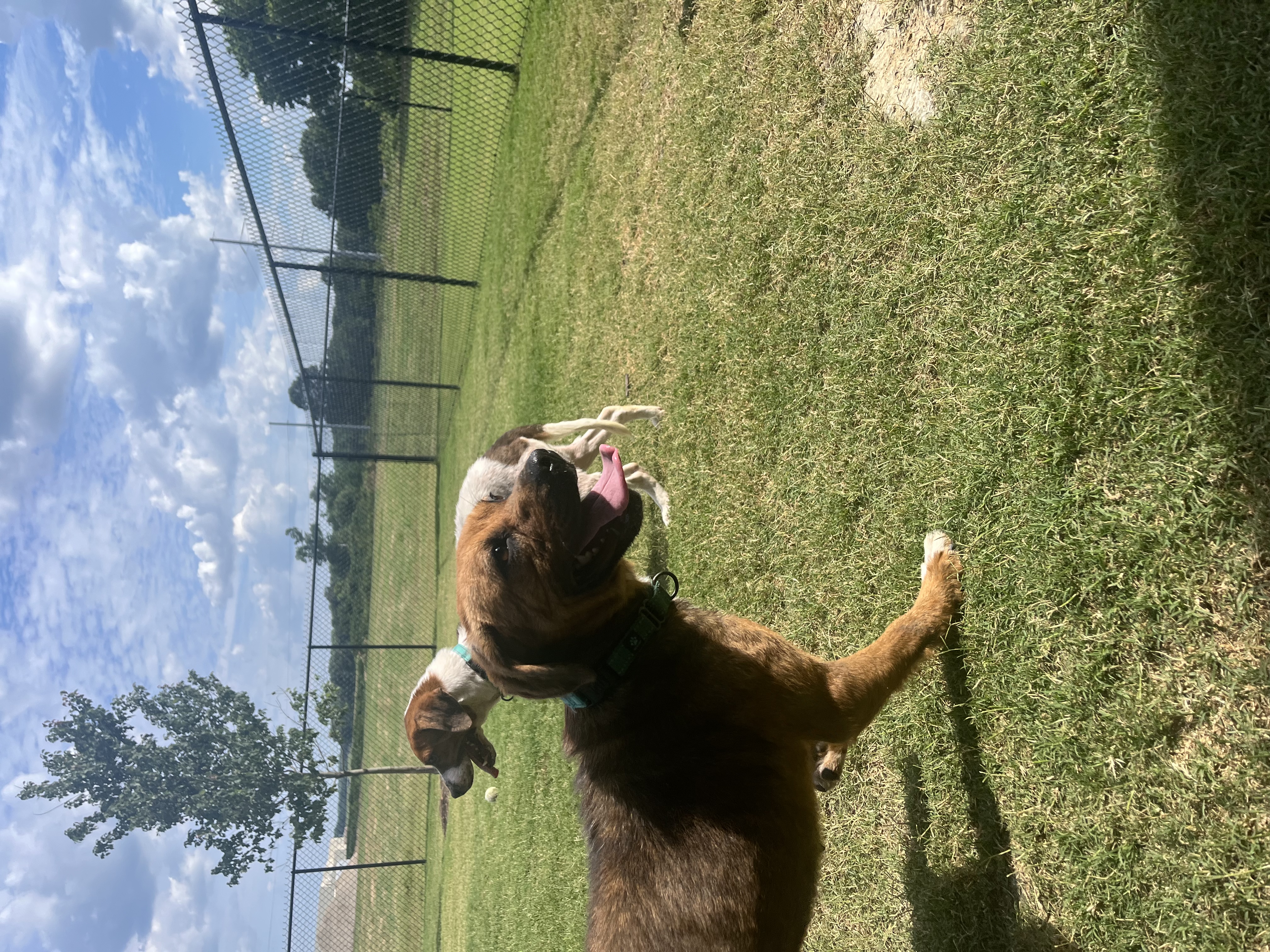 Enlarge Paisley, a Adoptable Mixed Breed in Hernando, MS image 2/4